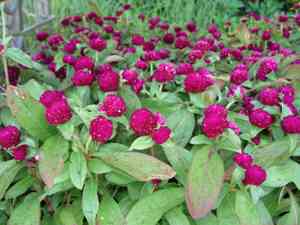 Common globe amaranth(Gomphrena globosa)