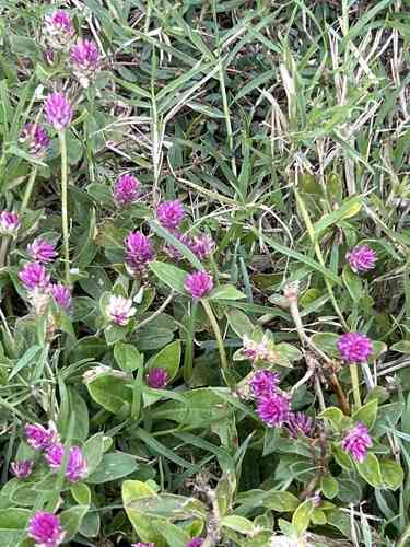 Common globe amaranth(Gomphrena globosa)