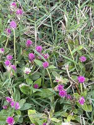 Common globe amaranth(Gomphrena globosa)