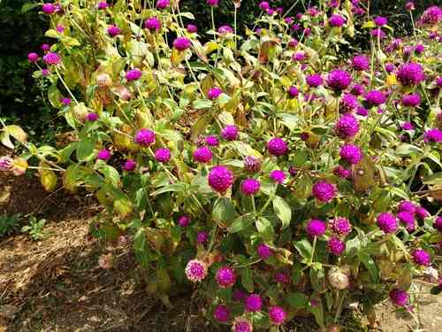 Common globe amaranth(Gomphrena globosa)