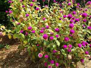 Common globe amaranth(Gomphrena globosa)