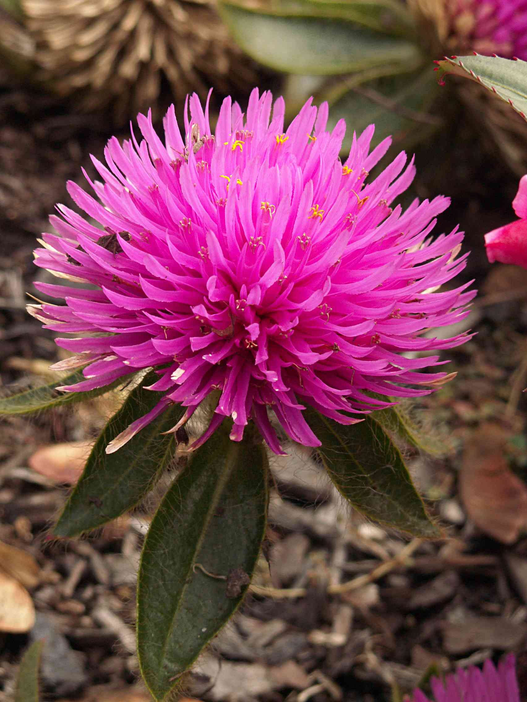 Common globe amaranth(Gomphrena globosa)