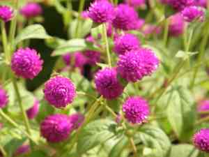 Common globe amaranth(Gomphrena globosa)