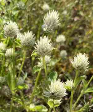 Pearly globe amaranth(Gomphrena nitida)