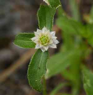 Pearly globe amaranth(Gomphrena nitida)