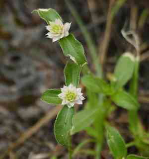 Pearly globe amaranth(Gomphrena nitida)