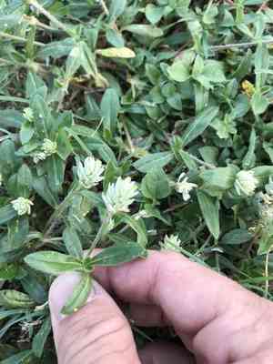 Arrasa con todo(Gomphrena serrata)