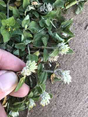 Arrasa con todo(Gomphrena serrata)