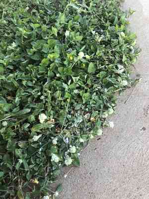 Arrasa con todo(Gomphrena serrata)