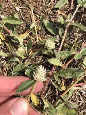 Arrasa con todo(Gomphrena serrata)