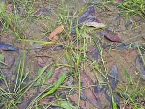 Chinese raspwort(Gonocarpus chinensis)