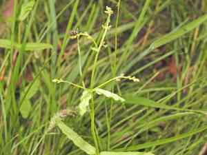 Chinese raspwort(Gonocarpus chinensis)
