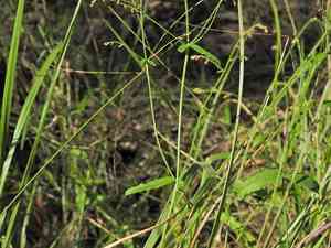 Chinese raspwort(Gonocarpus chinensis)