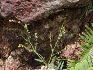 Chinese raspwort(Gonocarpus chinensis)