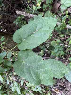 Anglepod(Gonolobus suberosus)