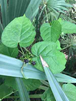 Anglepod(Gonolobus suberosus)