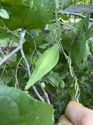 Anglepod(Gonolobus suberosus)