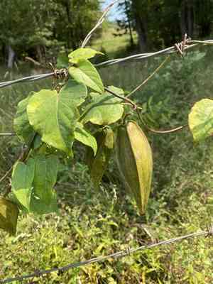 Anglepod(Gonolobus suberosus)