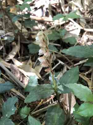 Coral beak orchid(Goodyera foliosa)