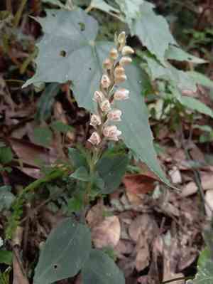 Coral beak orchid(Goodyera foliosa)