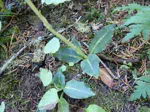 Western rattlesnake plantain(Goodyera oblongifolia)