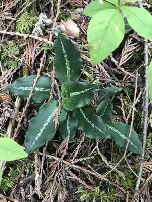 Western rattlesnake plantain(Goodyera oblongifolia)