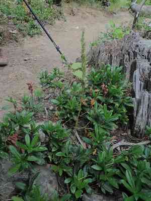 Western rattlesnake plantain(Goodyera oblongifolia)