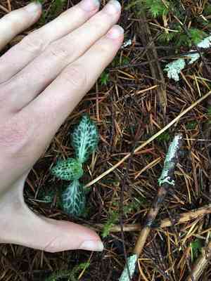Western rattlesnake plantain(Goodyera oblongifolia)