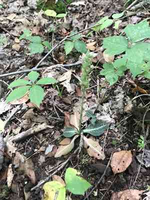 Rattlesnake plantain(Goodyera pubescens)