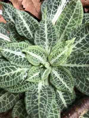 Rattlesnake plantain(Goodyera pubescens)