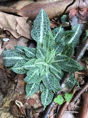 Rattlesnake plantain(Goodyera pubescens)