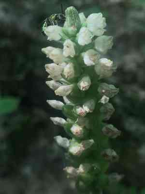 Rattlesnake plantain(Goodyera pubescens)