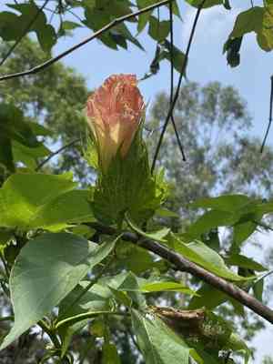 Levant cotton(Gossypium herbaceum)