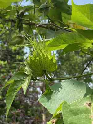 Levant cotton(Gossypium herbaceum)