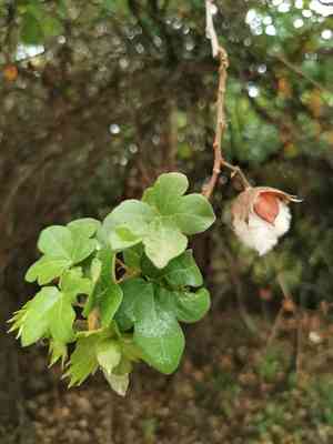 Levant cotton(Gossypium herbaceum)