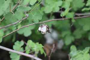 Levant cotton(Gossypium herbaceum)