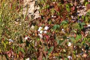 Upland Cotton(Gossypium hirsutum)