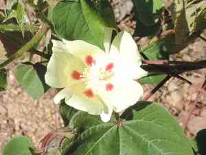 Upland Cotton(Gossypium hirsutum)