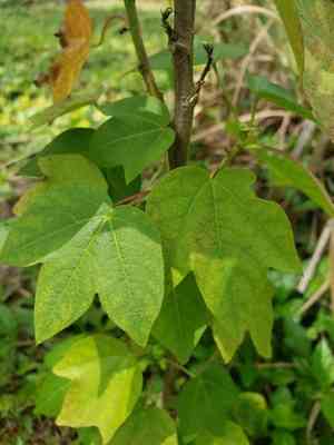 Upland Cotton(Gossypium hirsutum)