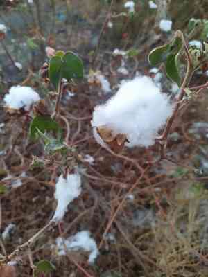 Upland Cotton(Gossypium hirsutum)