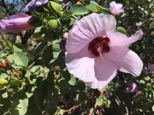 Sturt's desert rose(Gossypium sturtianum)