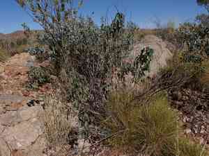 Sturt's desert rose(Gossypium sturtianum)