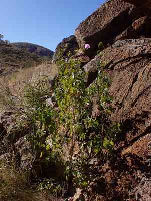 Sturt's desert rose(Gossypium sturtianum)