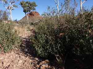 Sturt's desert rose(Gossypium sturtianum)