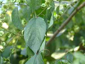 Whiteroot(Gouania lupuloides)