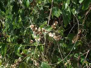 Whiteroot(Gouania lupuloides)