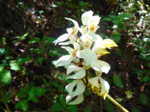 Small-hosed govenia(Govenia utriculata)