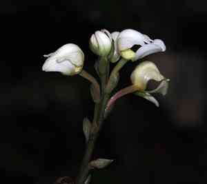 Small-hosed govenia(Govenia utriculata)