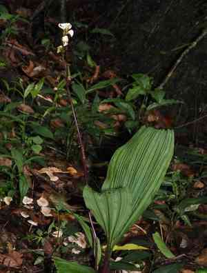 Small-hosed govenia(Govenia utriculata)