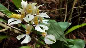 Small-hosed govenia(Govenia utriculata)